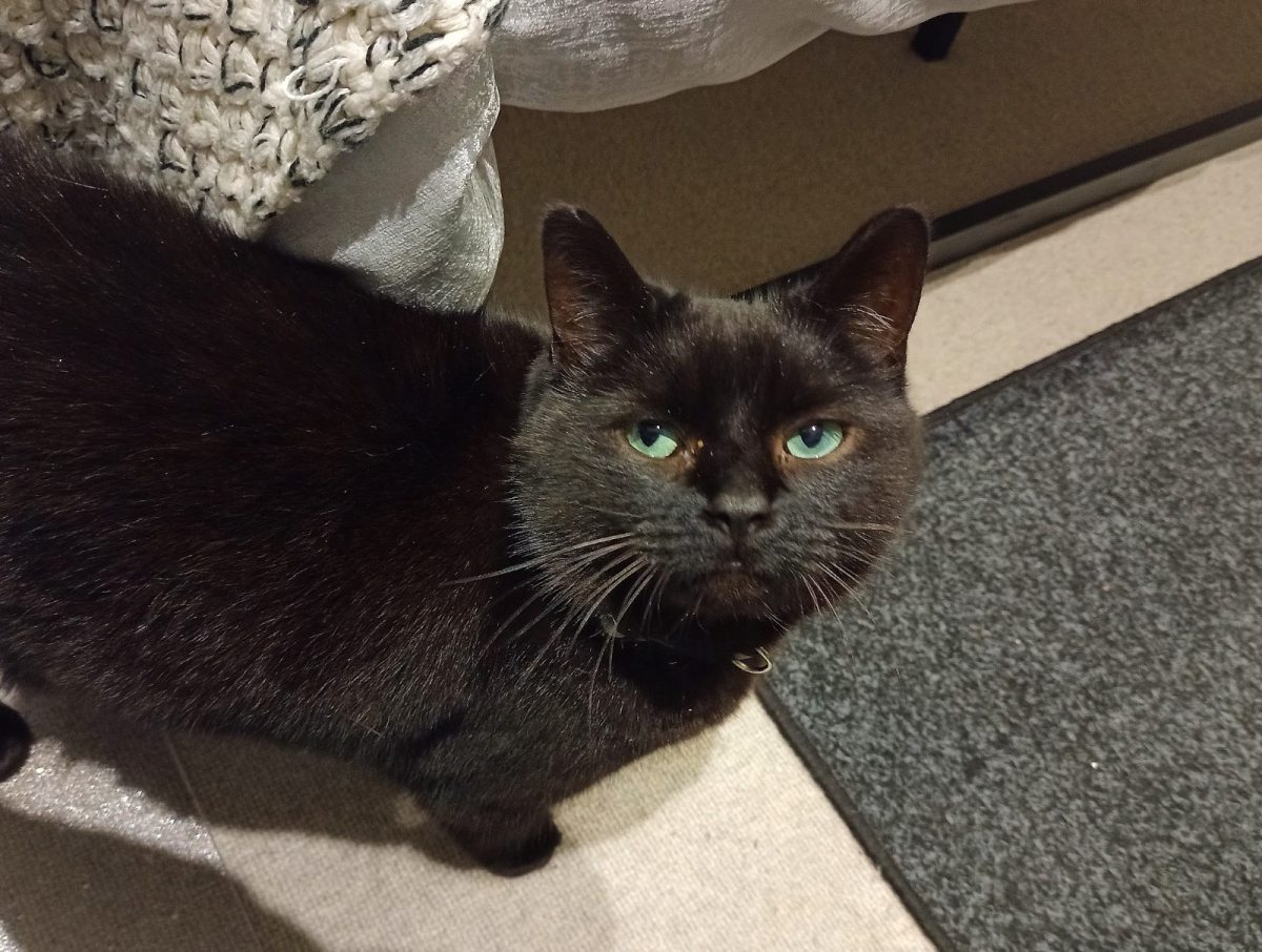 London Is Safe With Bella The MI5 Cat On&nbsp;Patrol