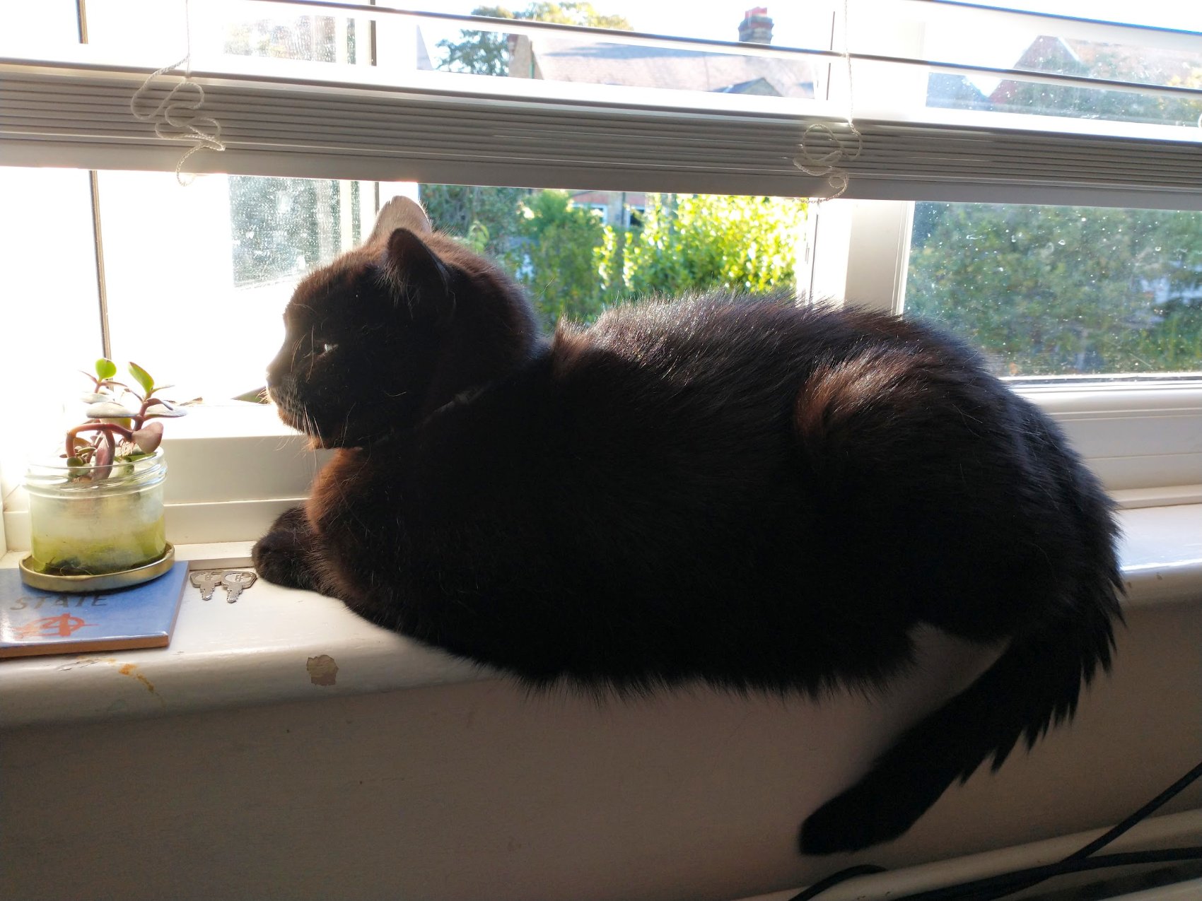 Bella at the Window