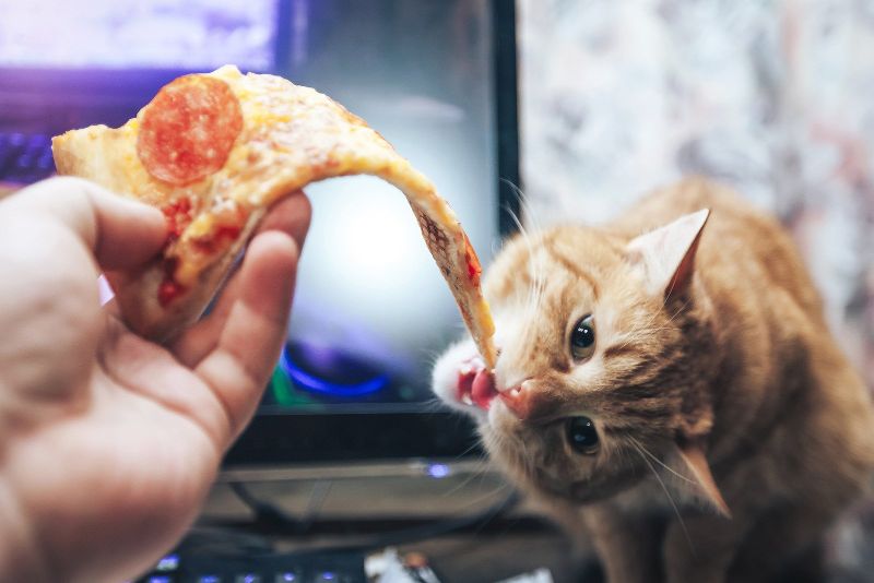 ‘Damn You, Humans!’ Pizza-Obsessed Cat Foiled By Microwave&nbsp;Lock