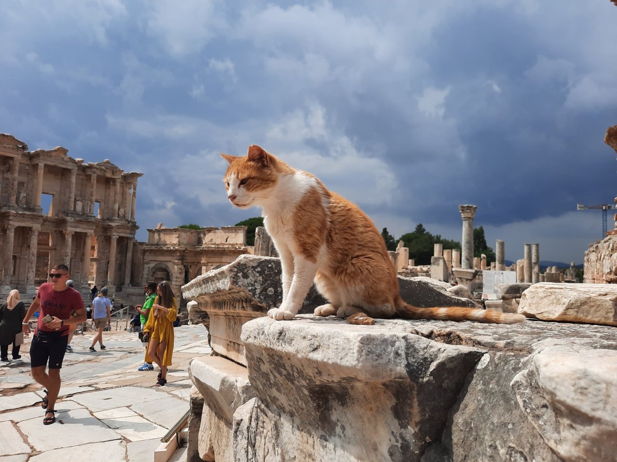 A Tabby Cat Tours Pompeii’s Newly Restored Roman&nbsp;Mansion