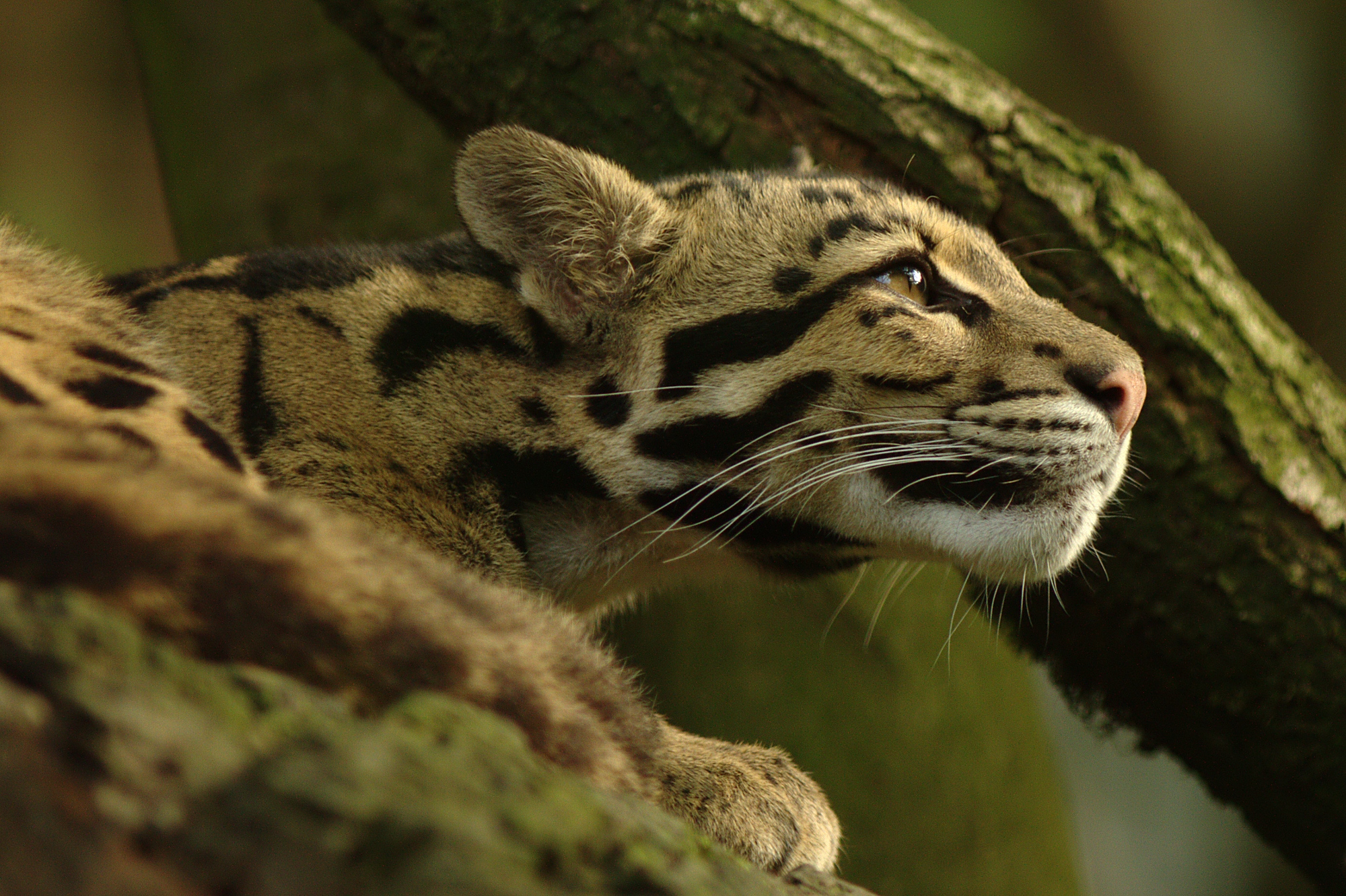 Clouded_leopard_(14134537190)