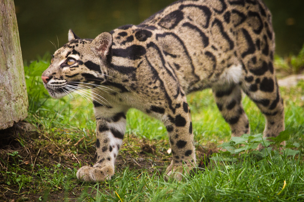 Clouded_Leopard_(36997885773)