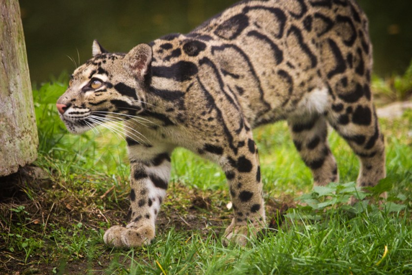 Clouded_Leopard_(36997885773)
