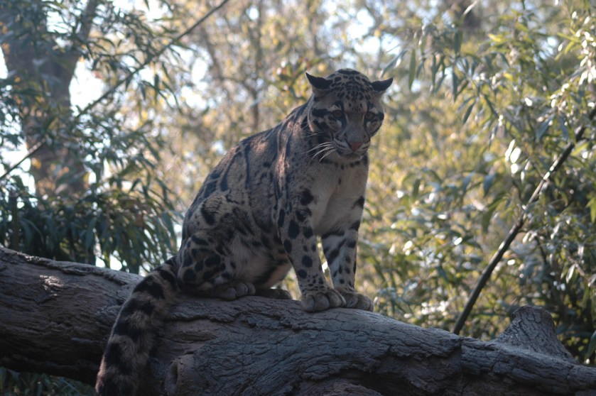 Clouded_Leopard_b_d