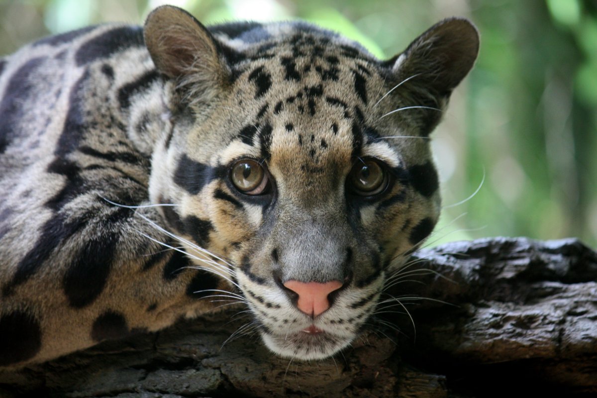 Who Freed Dallas Zoo’s Clouded Leopard? Cops Say Cat’s Enclosure Was Intentionally&nbsp;Breached