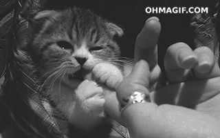 cute-kitten-eating-finger