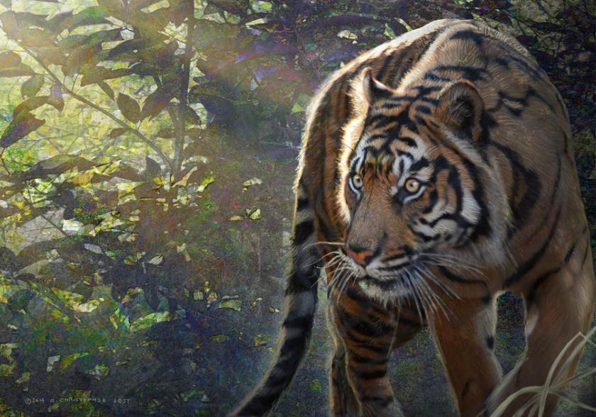 edge-of-light-bengal-tiger-r-christopher-vest