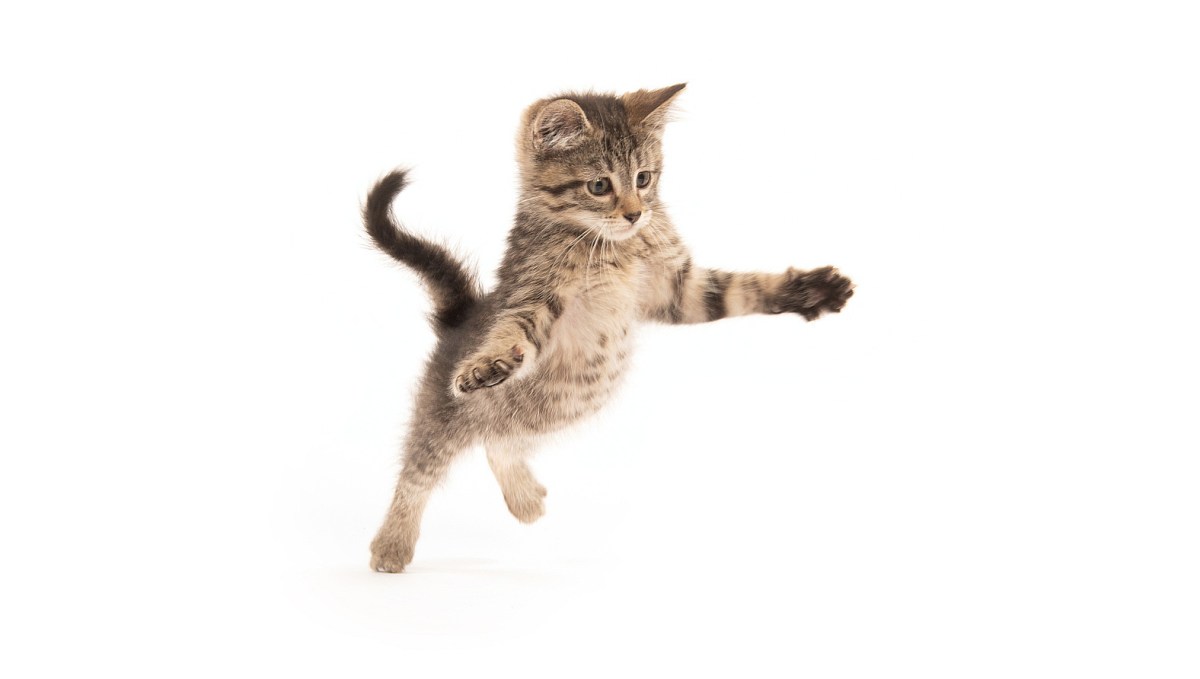 Woman Sets Up Camera, Paranormal Activity Style, To Film Her Kitten Body-Slamming Her In Her&nbsp;Sleep