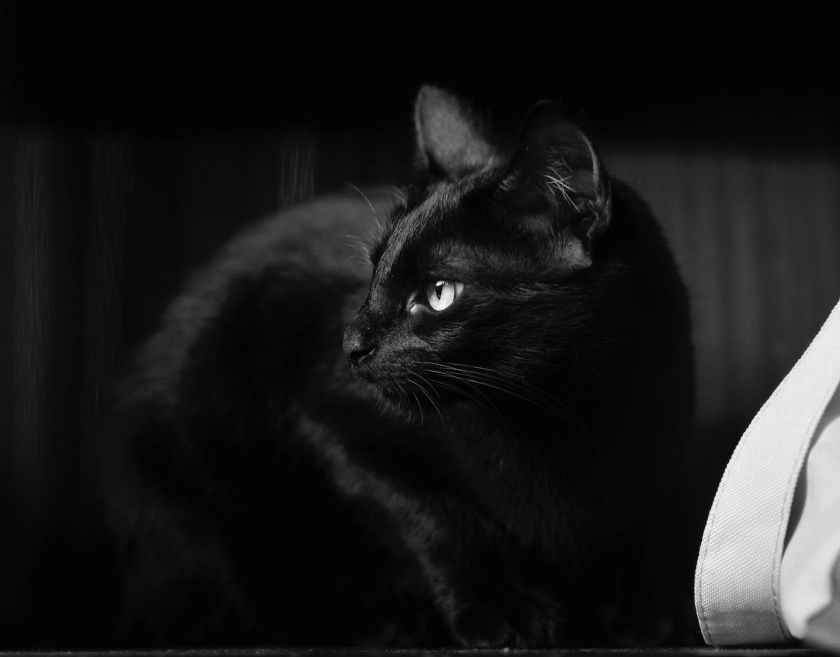 monochrome photography of black cat
