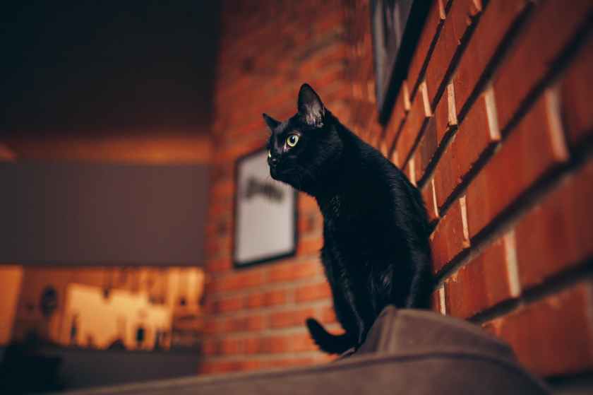 black cat