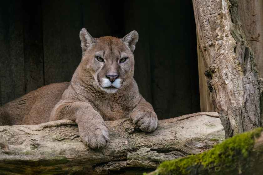 photo of a cougar near a log