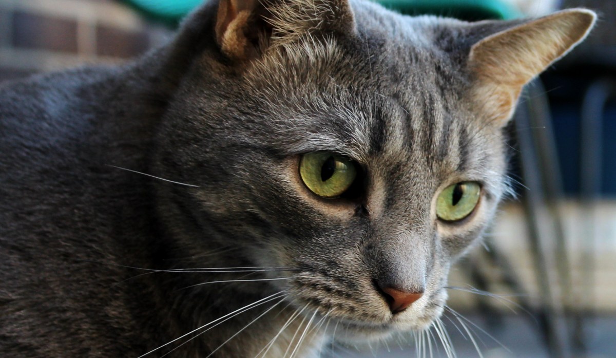 Big Buddy’s Performance Slips In Latest Cat Servant&nbsp;Evaluation