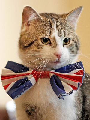 53d40c25d996d_-_larry-the-cat-151111-lrg