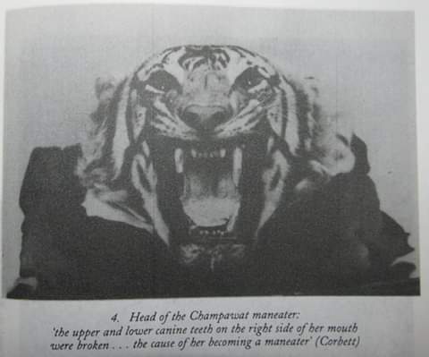 Champawat_Man-eater
