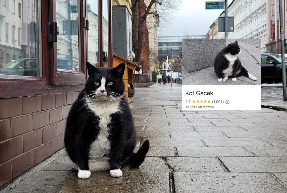Chonky Cat Is Polish City’s Biggest&nbsp;Attraction