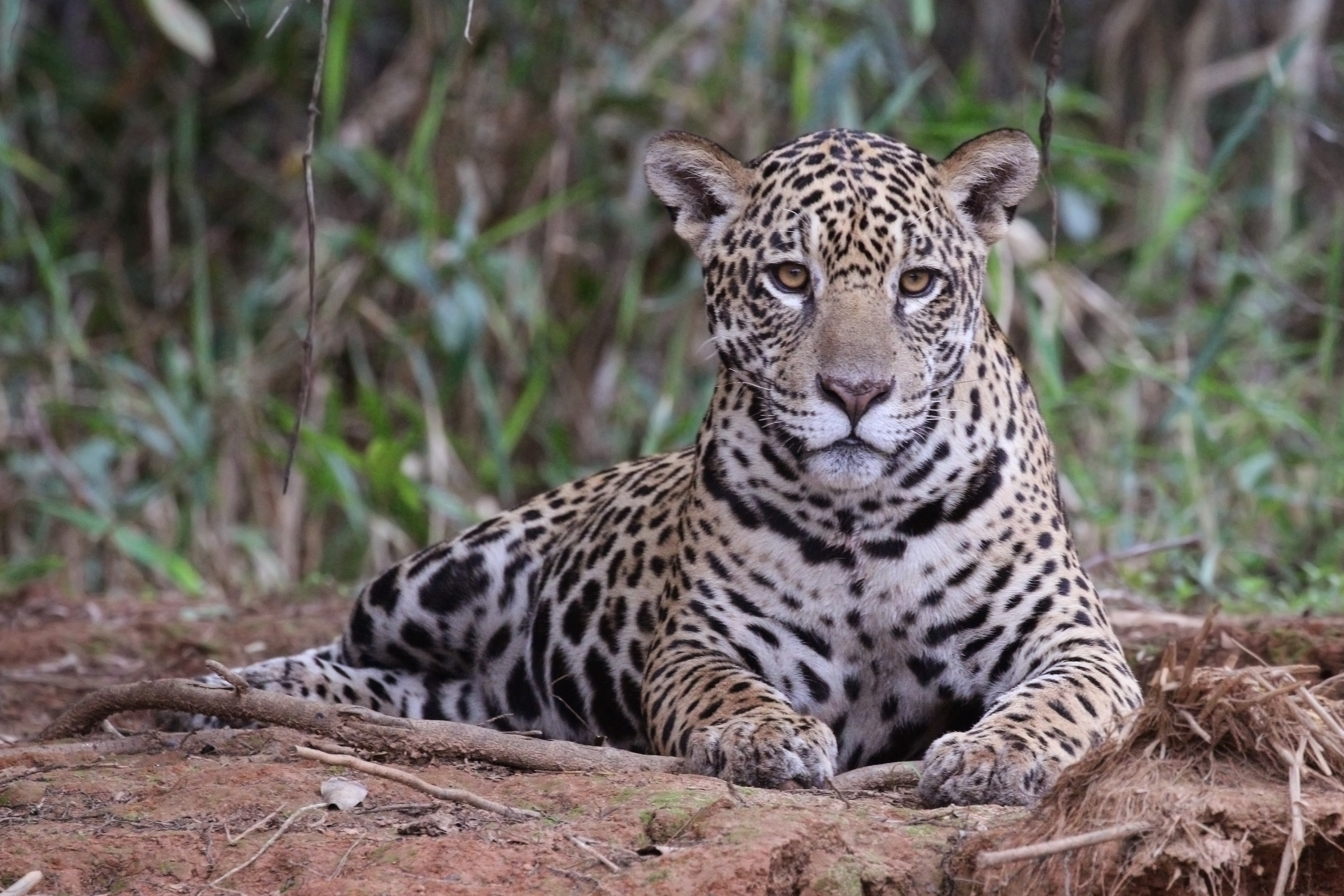 Jaguar_(Panthera_onca_palustris)_female_Piquiri_River