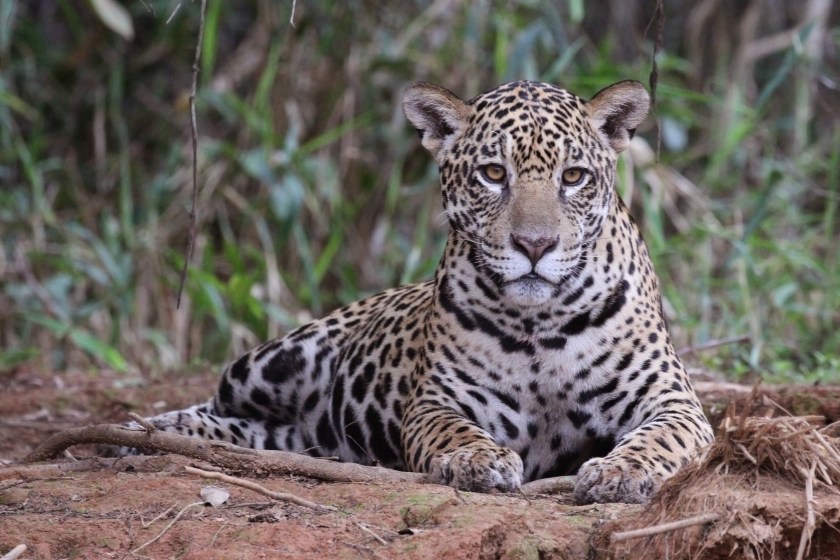 Jaguar_(Panthera_onca_palustris)_female_Piquiri_River