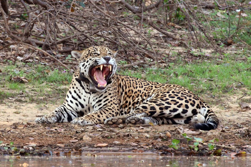 Jaguar_(Panthera_onca_palustris)_male_Rio_Negro_2