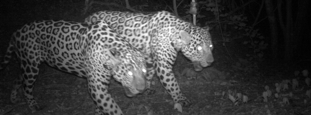 Study: Jaguars Aren’t As Solitary As We&nbsp;Thought