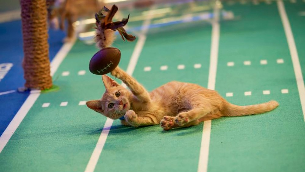 Sunday Cats: Super Bowl, Kitten Bowl, Tiger&nbsp;Bowl
