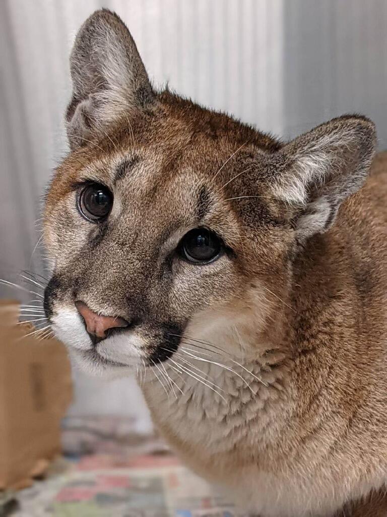 Things Are Looking Up For This Shy Orphaned Puma As He Settles Into A New Home