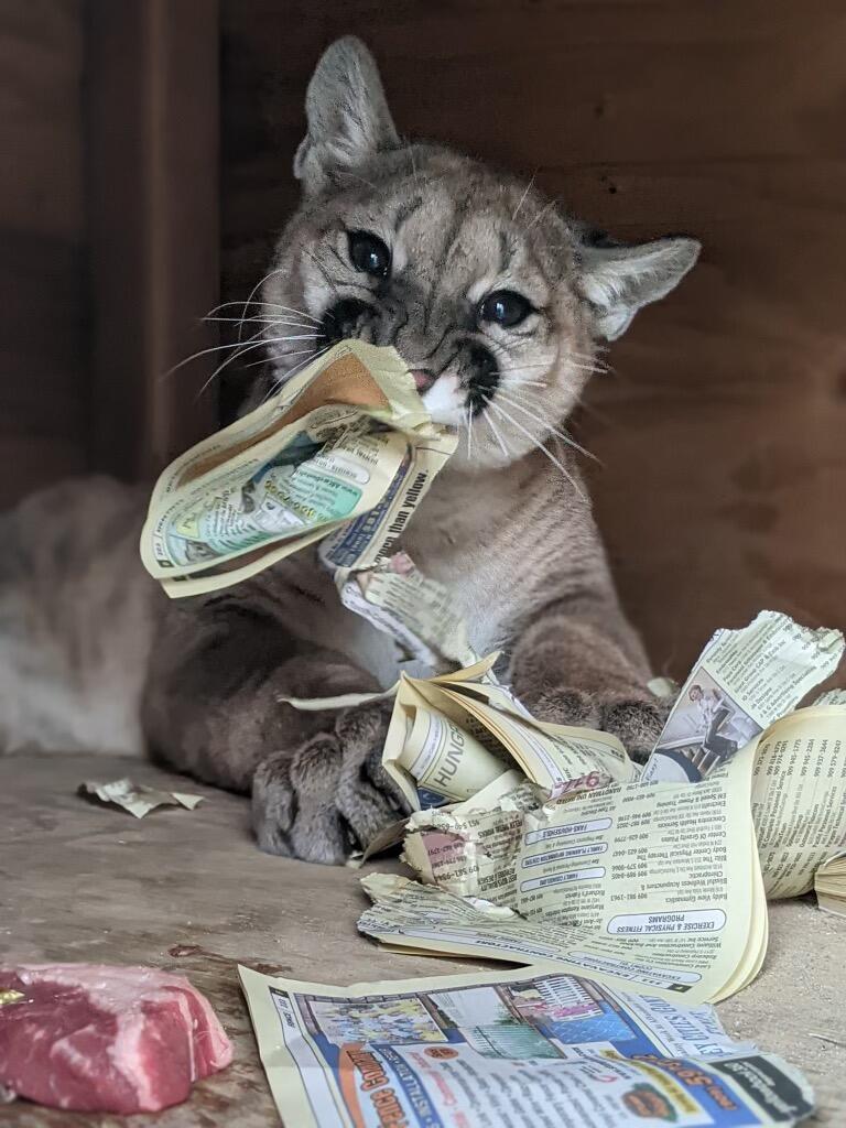 Nicholas the Mountain Lion