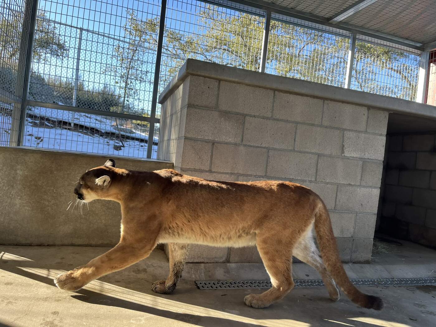 Nicholas the Mountain Lion