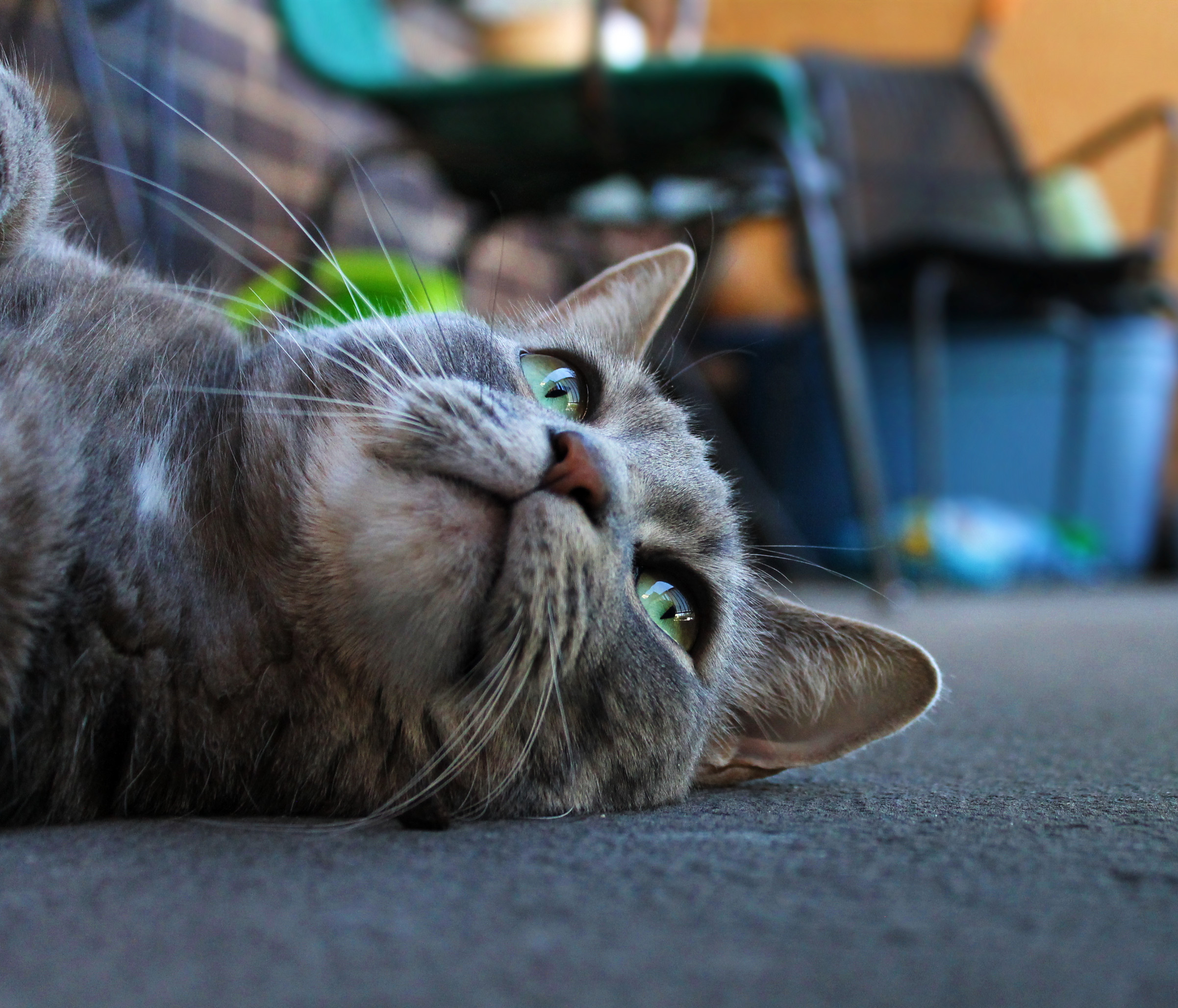 buddy_layingdownclose