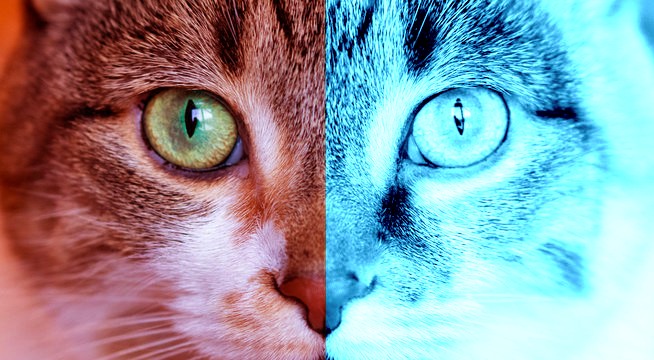 The Bizarre Effort To Brand Cats And Dogs According To Political&nbsp;Ideology