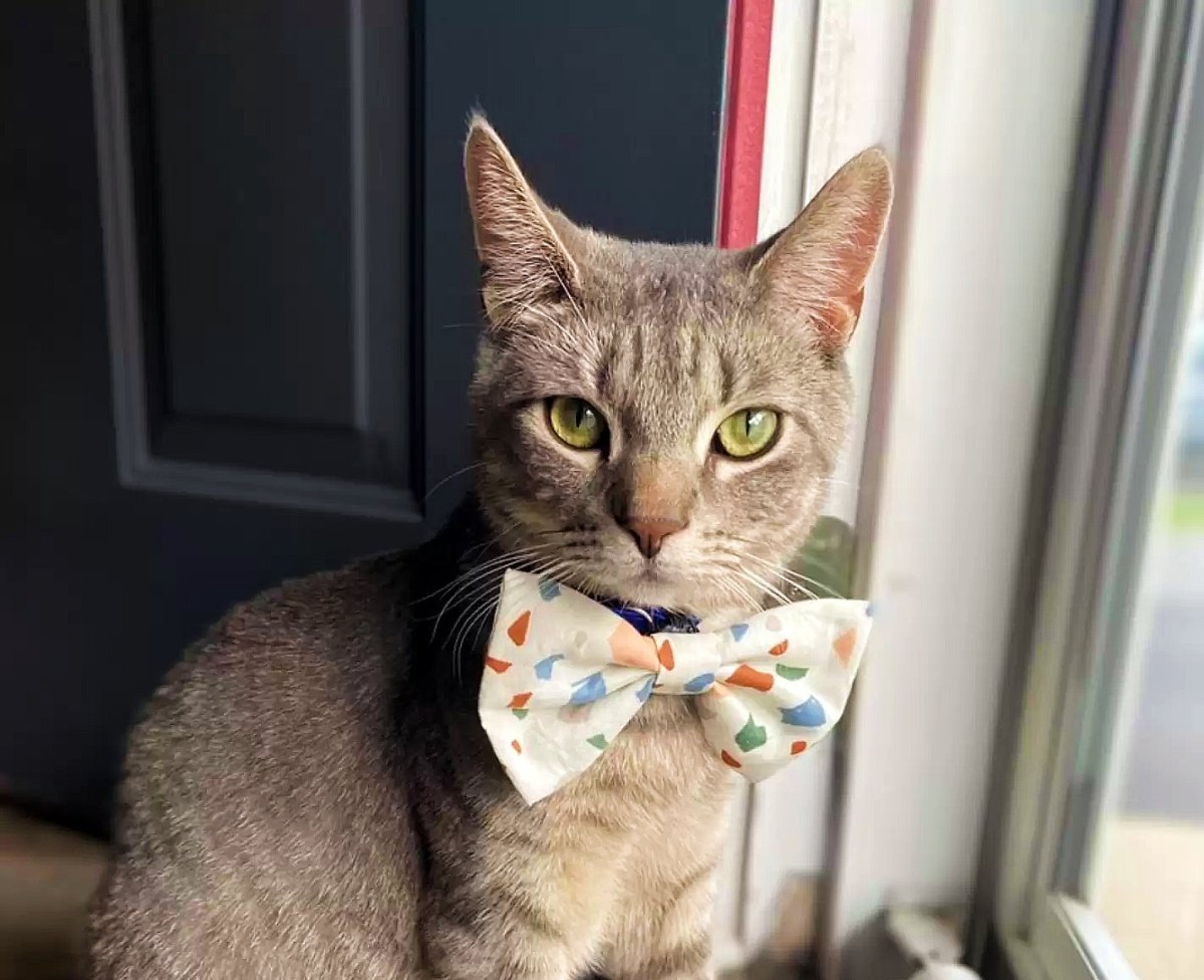 Cat Home Alone Realizes His Humans Are Watching Him On Camera, And He’s NOT Happy About&nbsp;It