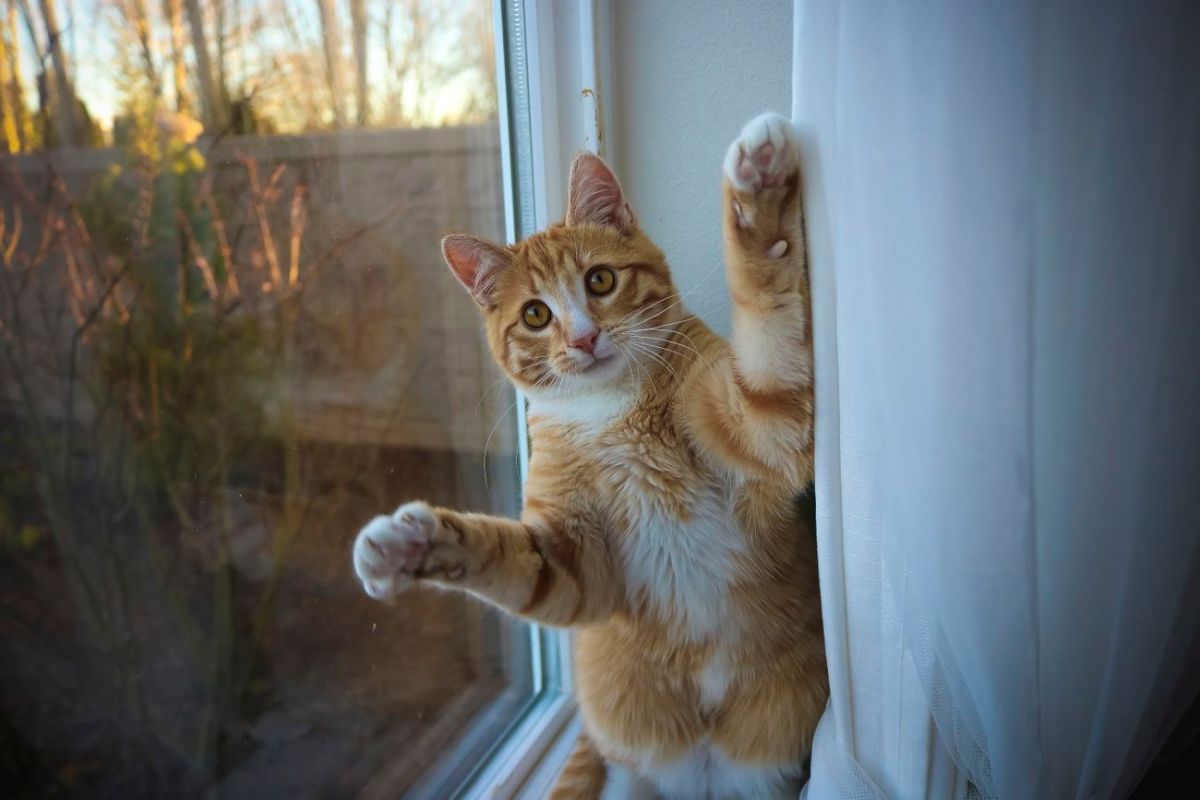 Cat Gets Help For Man Who Fell Off Waterfall, UK Government Once Considered Cat Cull During&nbsp;Pandemic