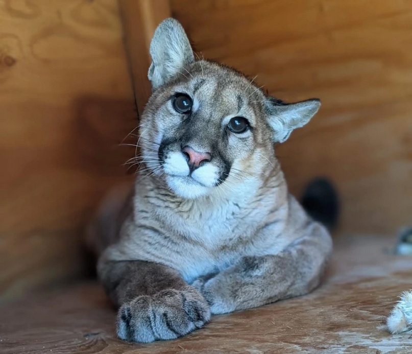 nicholasmountainlion