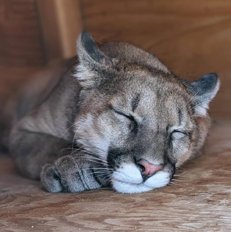 nicholasmountainlion1