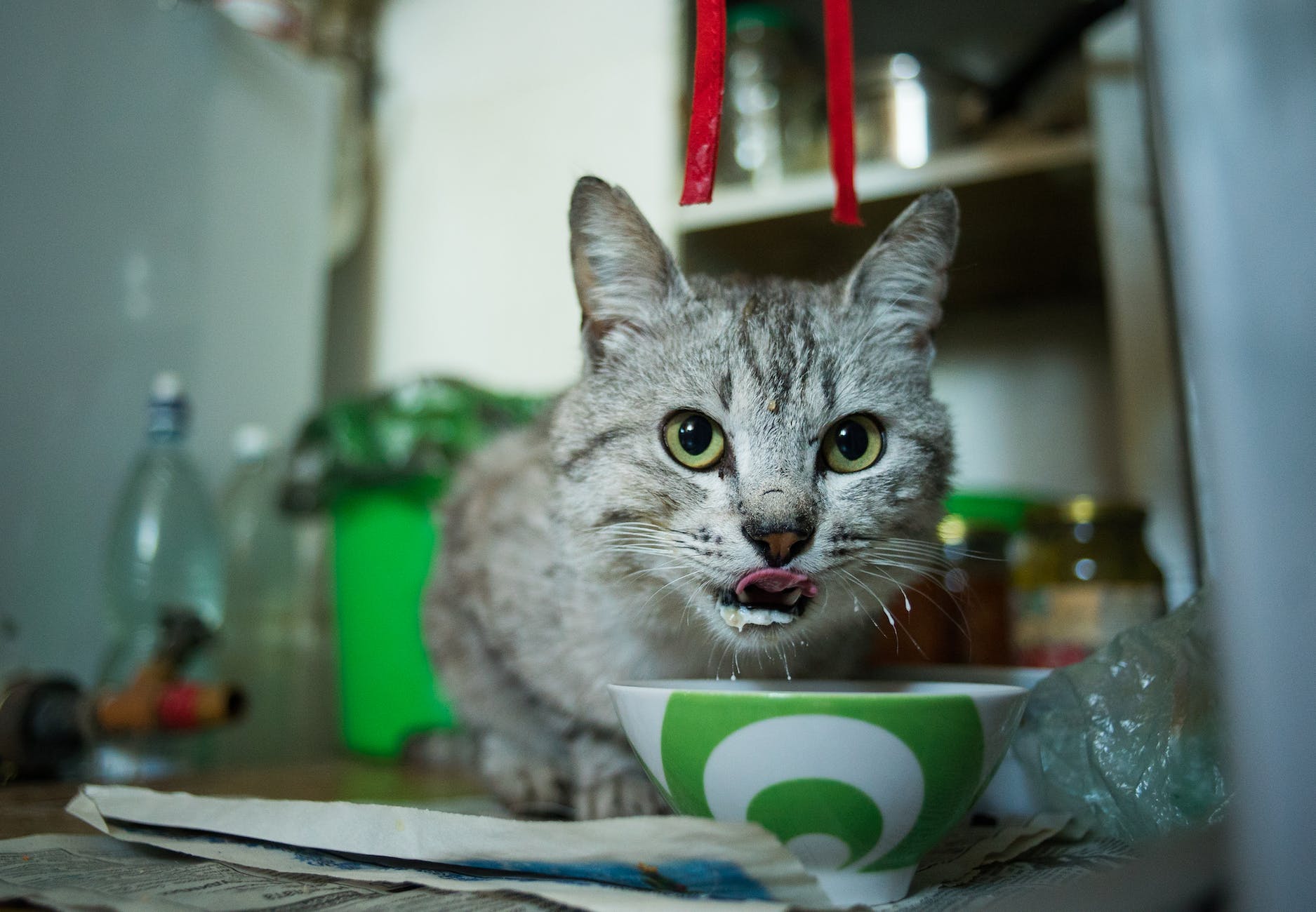 a gray cat eating from the ceramic bowl