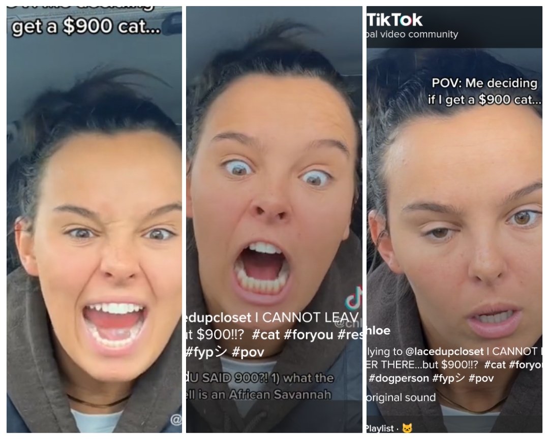 TikTok Influencer Won’t Let Go Of Argument Over Cat, Even As Her Followers Threaten To Blow Up Animal Rescue