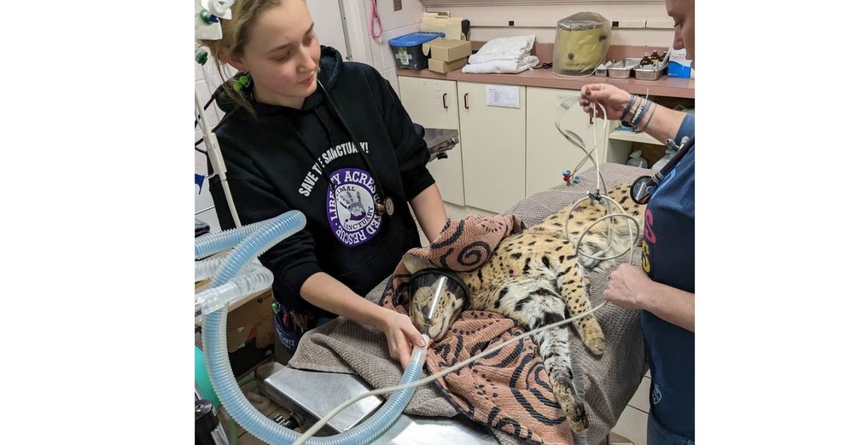 Cops Captured A Cocaine-Fueled Serval That Escaped From Its Owner’s&nbsp;Car