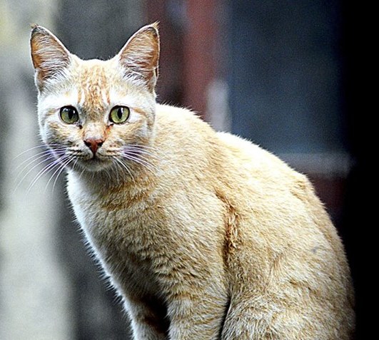 Cat Hunt Canceled, Kiwi Journalist Says Cats ‘Need To Be Shot,’ ‘Run Over’ And ‘Wiped Off The Face Of&nbsp;Aotearoa’