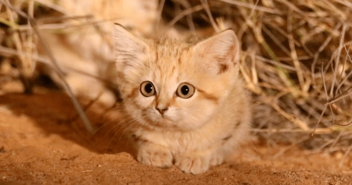Tiny Sand Cats Have The Largest Ranges Of All Felines, Study&nbsp;Says