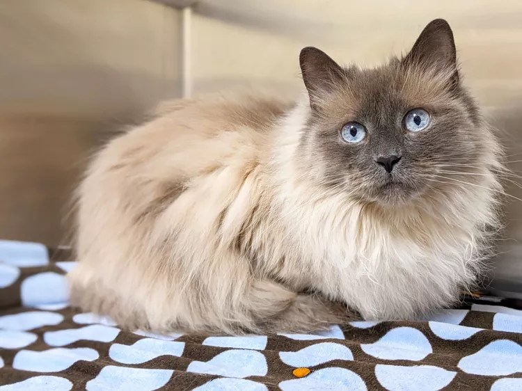 A Woman Wanted This Gorgeous Kitty Euthanized For Litter Box&nbsp;Issues