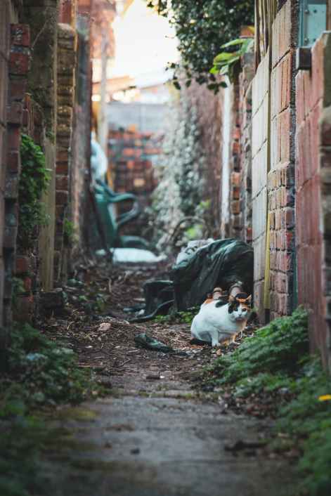 view of a stray cat on a city street