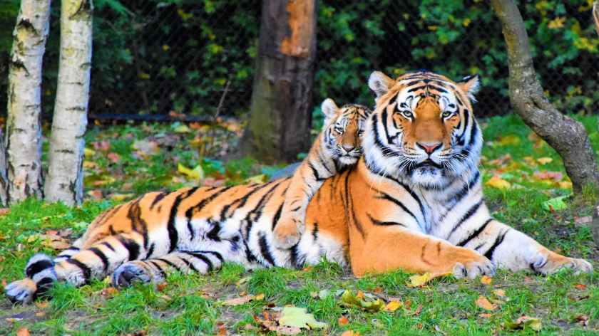 photo of tiger and cub lying down on grass
