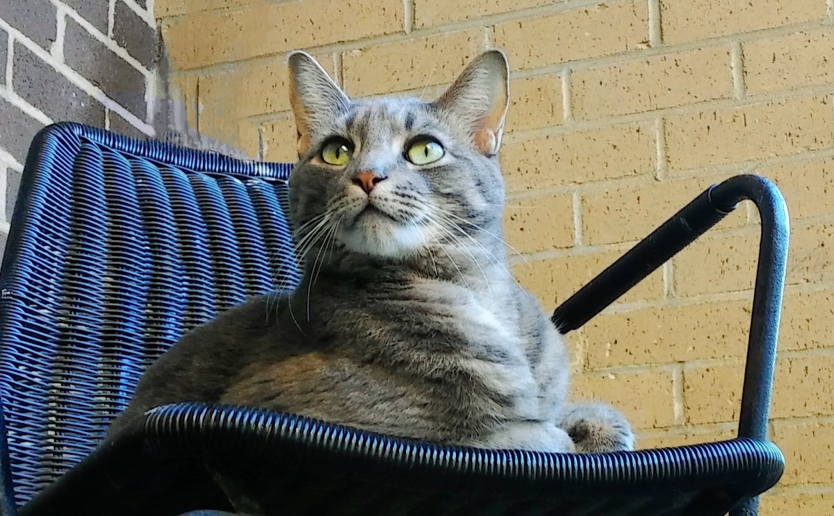 ‘Where’s Mine, Dude?’: How My Cat Makes Me Feel&nbsp;Guilty