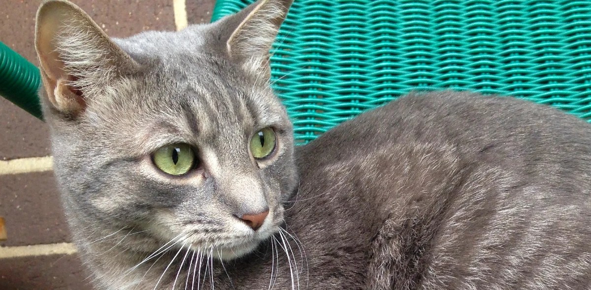 Buddy’s House Rules #7: Door&nbsp;Policy