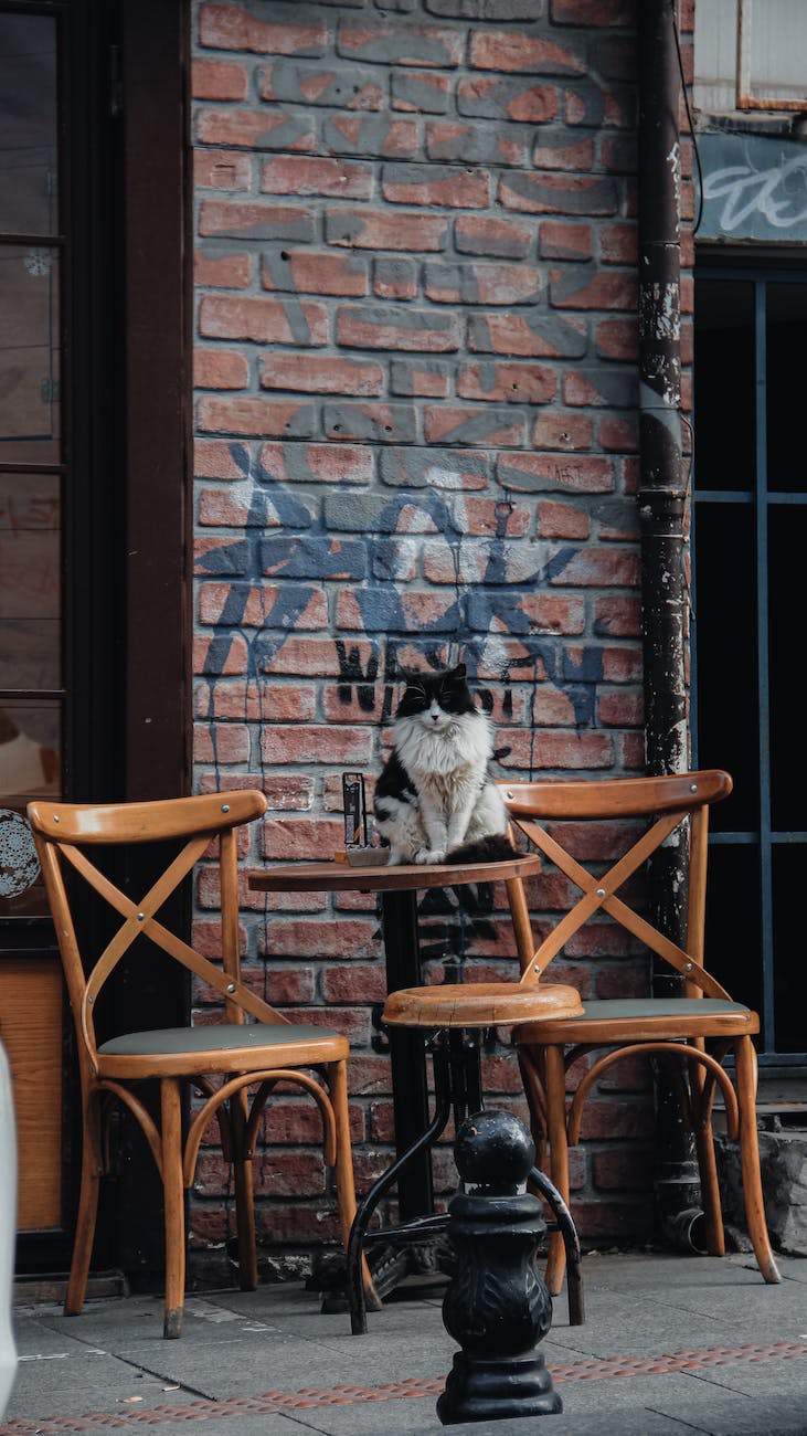a black and white cat on top of the table