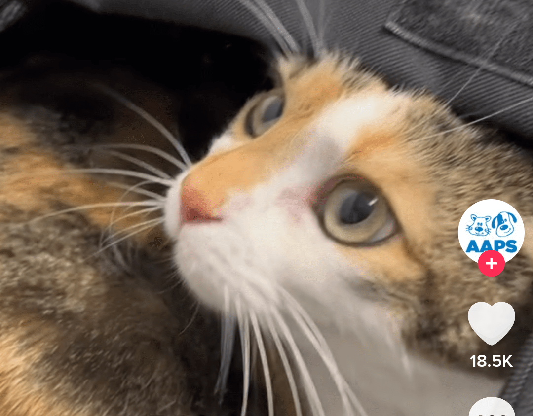 Family Returns Cat After A Day To ‘Swap Her For A&nbsp;Kitten’