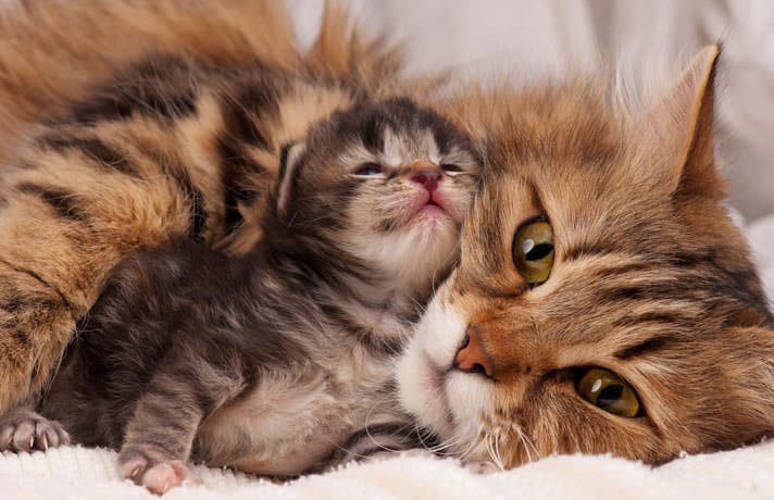 Here Are Some Mom Cats Doting On Their Kittens For Mother’s&nbsp;Day