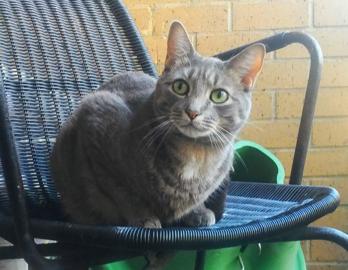 ‘Who Ya Callin’ Chubby?!’ Buddy Goes On A Diet&nbsp;(Again)