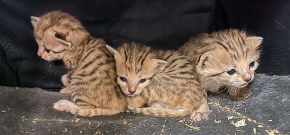 North Carolina Zoo Welcomes 3 Newborn Sand Cat&nbsp;Kittens