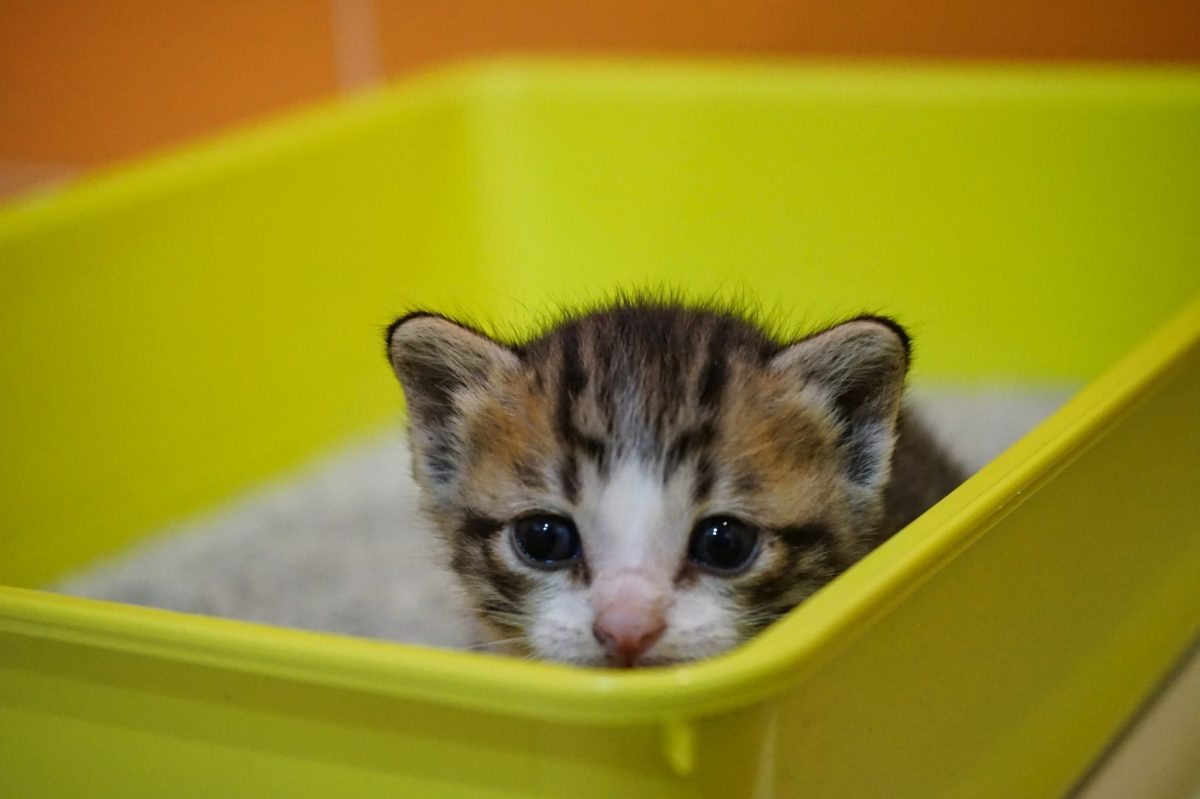 The ‘Litter Boxes In Schools’ Lie Just Won’t&nbsp;Die