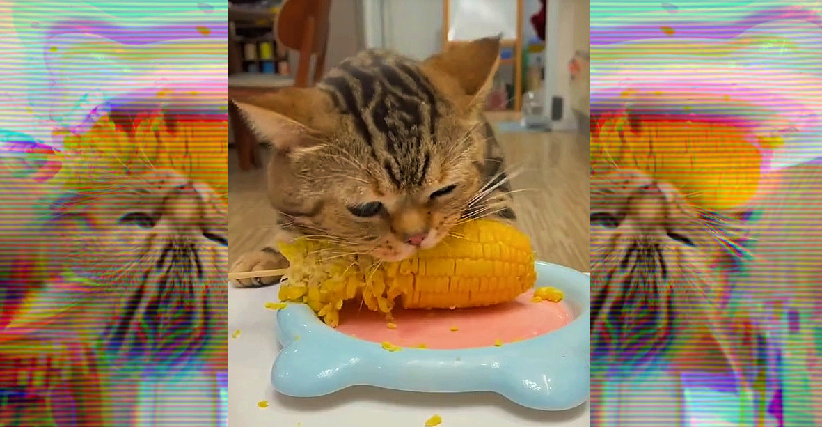 This Cat Loves Corn Like Buddy Loves&nbsp;Turkey